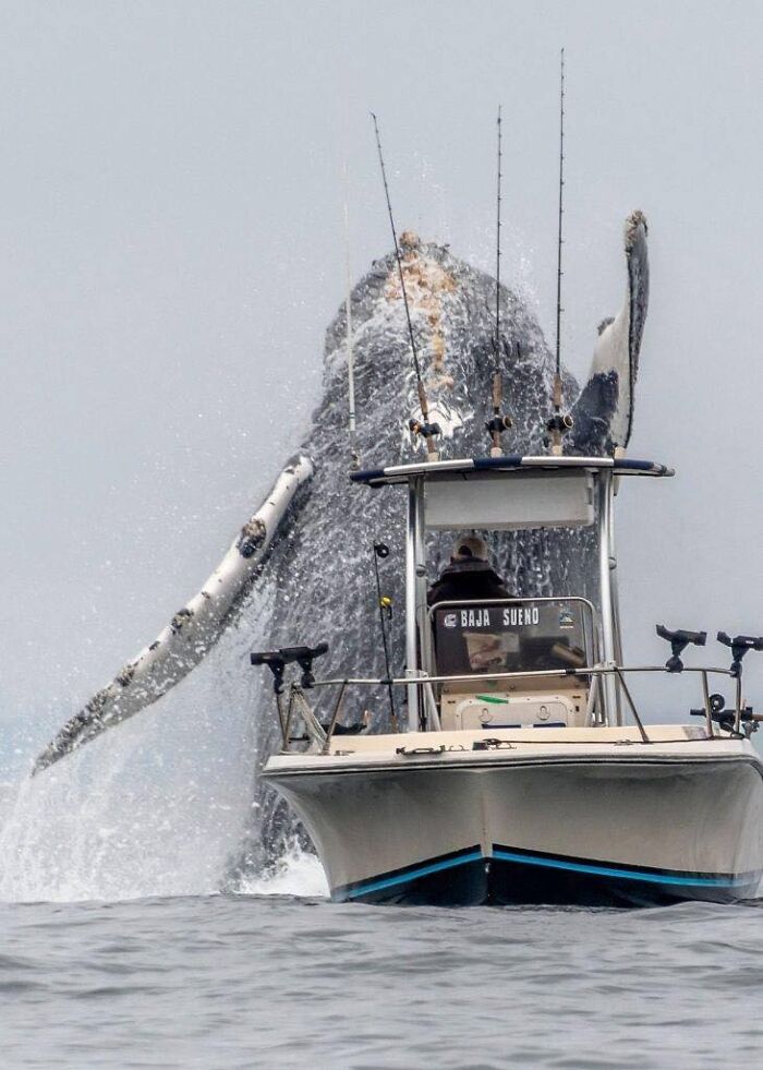A massive humpback whale breaching right behind a small fishing boat in the ocean