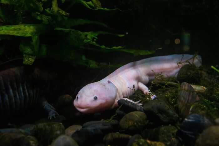 These 49 Animals Seem Cute But Zookeepers Say They Are A Total Nightmare