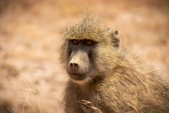These 49 Animals Seem Cute But Zookeepers Say They Are A Total Nightmare
