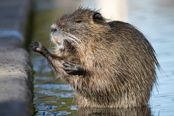 A funny nutria standing in water raising its paw, illustrating amusing patient stories