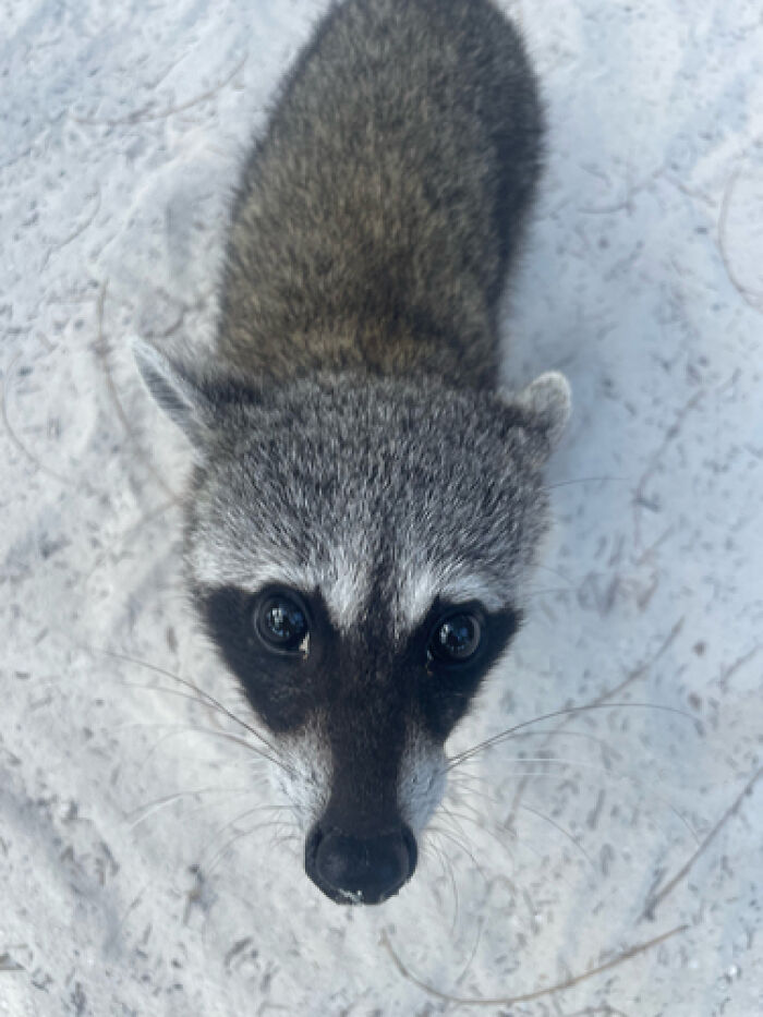 Mexican Island Raccoons Stun Researchers By Making Toys From Beach Club Trash And Sand Mexican Island Raccoons Stun Researchers By Making Toys From Beach Club Trash And Sand