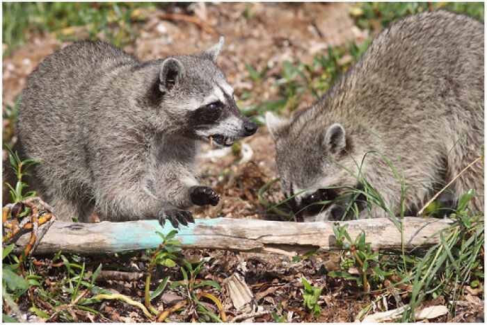 Mexican Island Raccoons Stun Researchers By Making Toys From Beach Club Trash And Sand Mexican Island Raccoons Stun Researchers By Making Toys From Beach Club Trash And Sand
