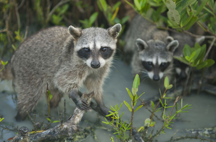 Mexican Island Raccoons Stun Researchers By Making Toys From Beach Club Trash And Sand Mexican Island Raccoons Stun Researchers By Making Toys From Beach Club Trash And Sand