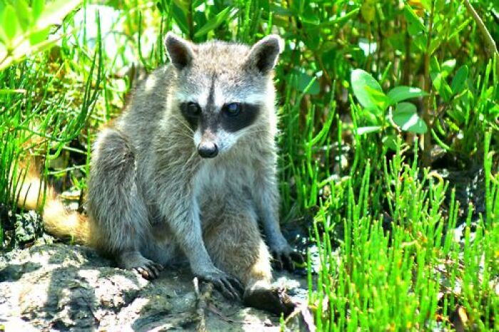 Mexican Island Raccoons Stun Researchers By Making Toys From Beach Club Trash And Sand Mexican Island Raccoons Stun Researchers By Making Toys From Beach Club Trash And Sand
