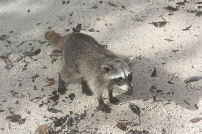 Mexican Island Raccoons Stun Researchers By Making Toys From Beach Club Trash And Sand Mexican Island Raccoons Stun Researchers By Making Toys From Beach Club Trash And Sand