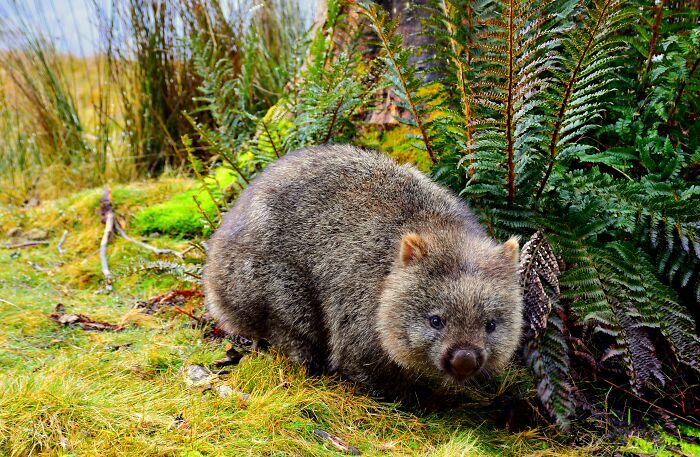 These 49 Animals Seem Cute But Zookeepers Say They Are A Total Nightmare