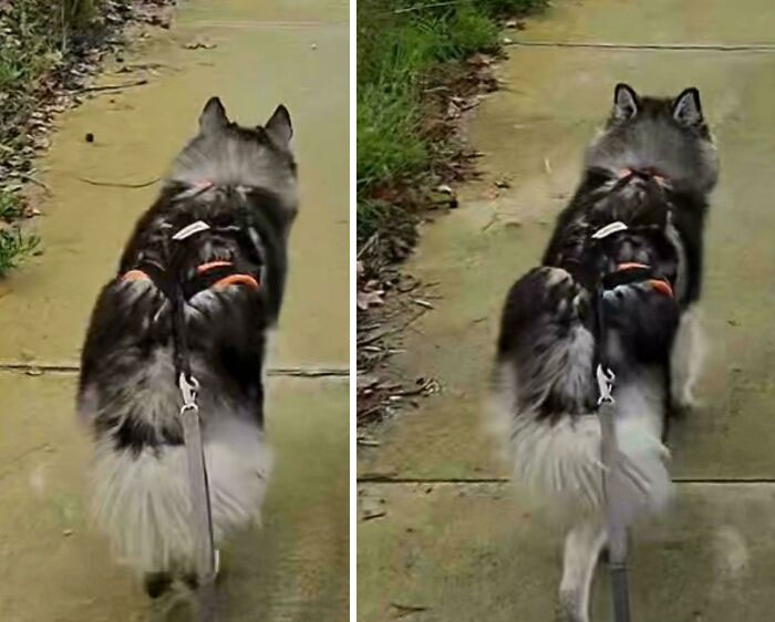 A dog on a leash walking away from the camera, carrying a backpack, making for an interesting picture.