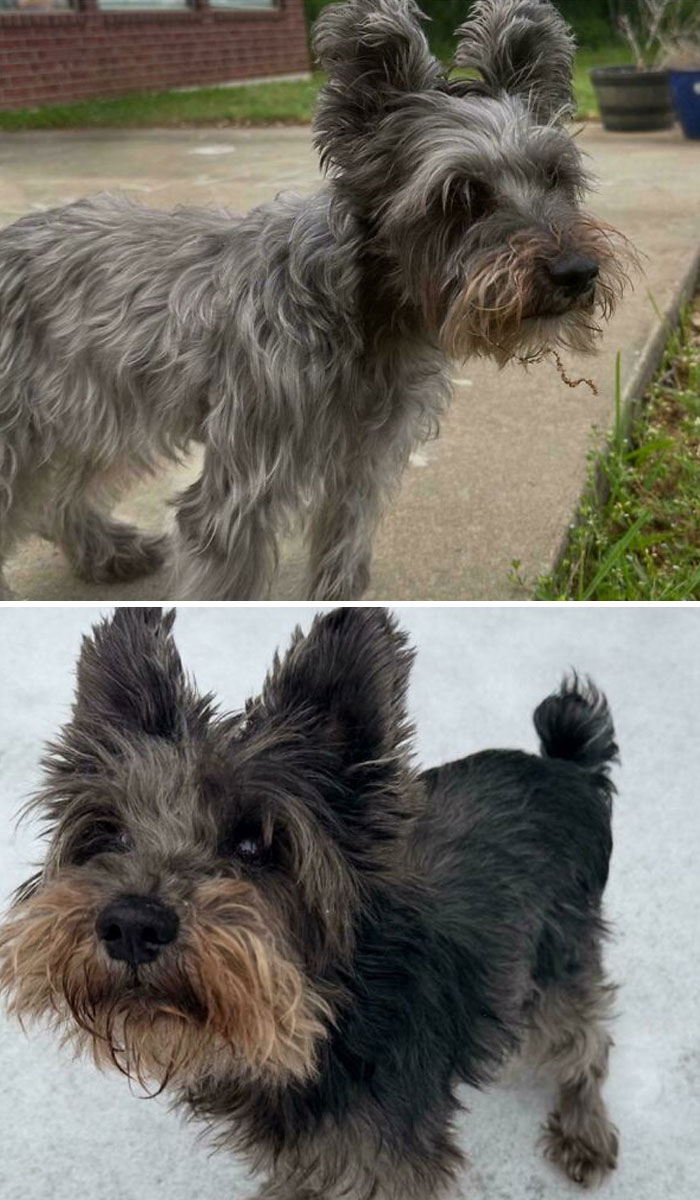 Two images of a dog, likely a Schnauzer, with shaggy fur, making for an interesting picture.