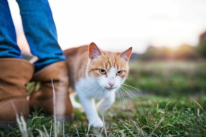 A ginger and white cat walking in grass next to a person's feet, suggesting a moment of unhinged midlife crisis.