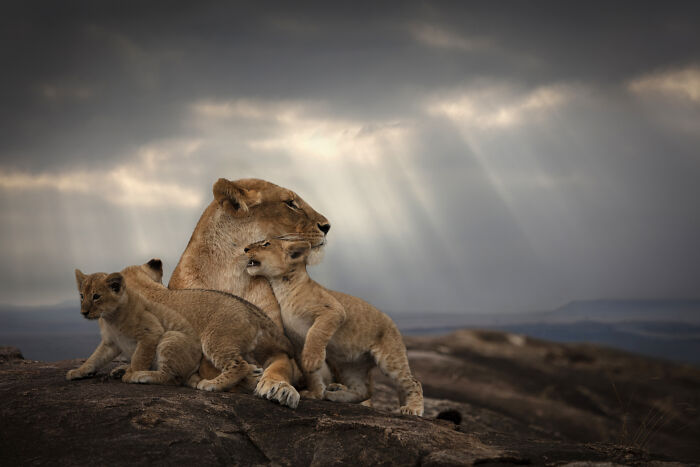 A lioness with her cubs, a touching scene from Björn Persson's stunning wildlife photos in the natural world.