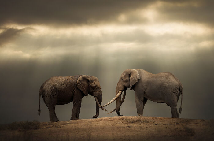 Two elephants standing facing each other under a dramatic sky, part of Björn Persson's stunning wildlife photos.
