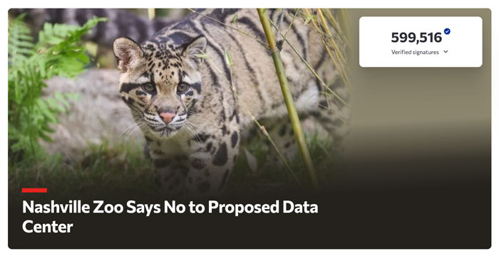 An endangered clouded leopard at the Nashville Zoo, part of an article about AI infrastructure concerns.