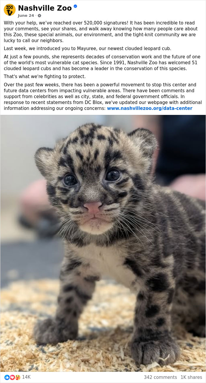 Nashville Zoo: A cute clouded leopard cub, Mayuree, representing endangered animals the Nashville Zoo protects from controversial AI infrastructure.