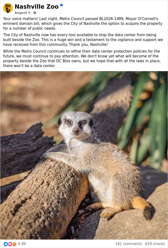 A meerkat at the Nashville Zoo, which is sounding the alarm about AI infrastructure impacting endangered animals.