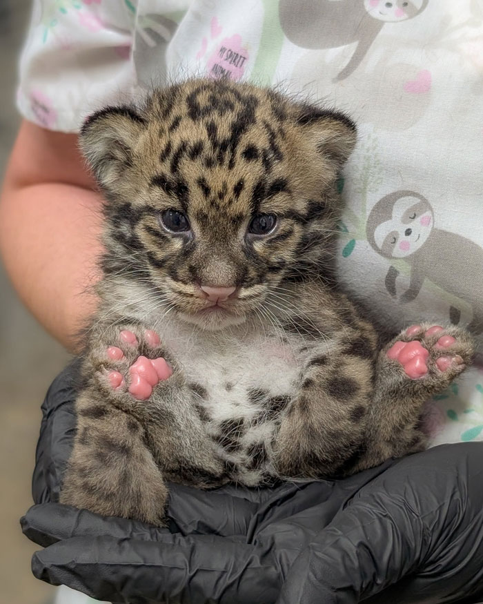 A Nashville Zoo clouded leopard cub, an endangered animal, held by a person in medical gloves, representing the zoo's concern.