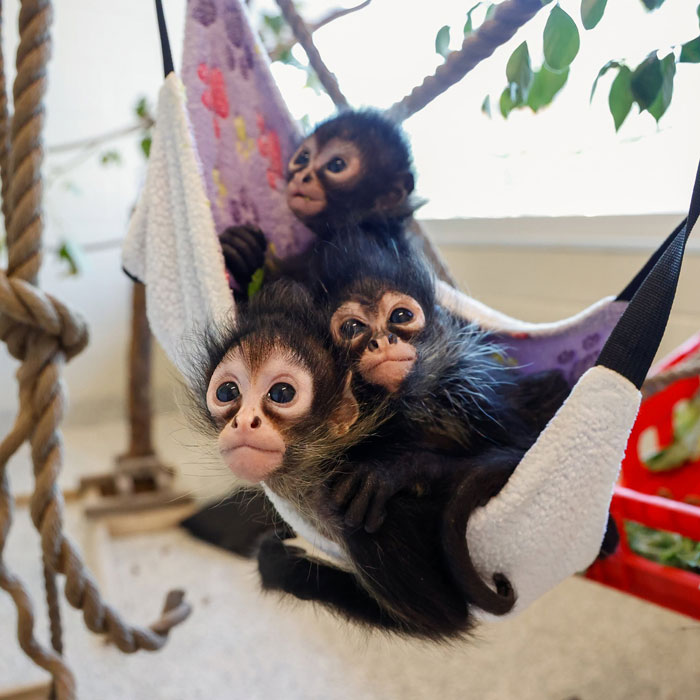 Three baby spider monkeys, endangered animals, snuggled in a hammock, cared for at the Nashville Zoo.