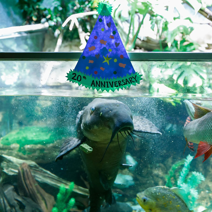 A large catfish in an aquarium with a 20th Anniversary hat floating above, representing zoo infrastructure.