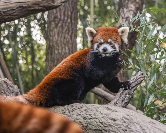 A red panda, an endangered animal, perched on a tree branch, highlighting the Nashville Zoo's efforts.