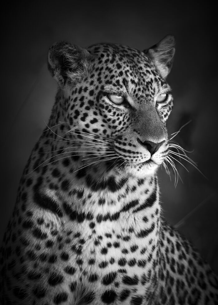 A close-up of a leopard's face, a captivating image from Björn Persson's stunning wildlife photos.