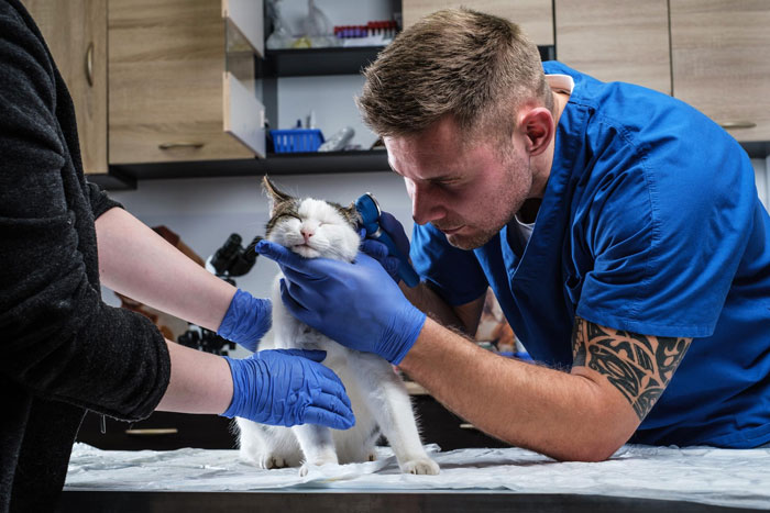 A vet examining a cat after dogs attack her cat. A vet examining a cat after dogs attack her cat.