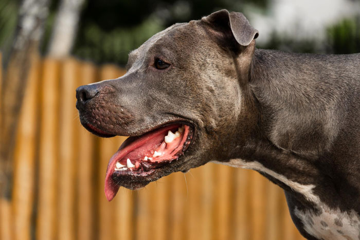 A close-up of a large grey dog, its mouth open, panting; a dog that attacked a cat. A close-up of a large grey dog, its mouth open, panting; a dog that attacked a cat.