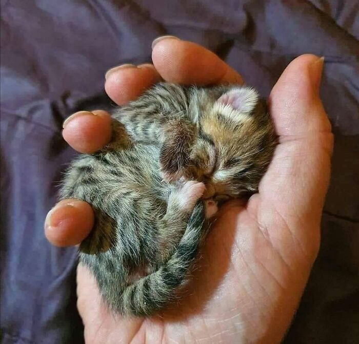 We Found These Hilarious And Heartwarming Cat Photos On The “Meaaaow” Facebook Page (40 Pics)
