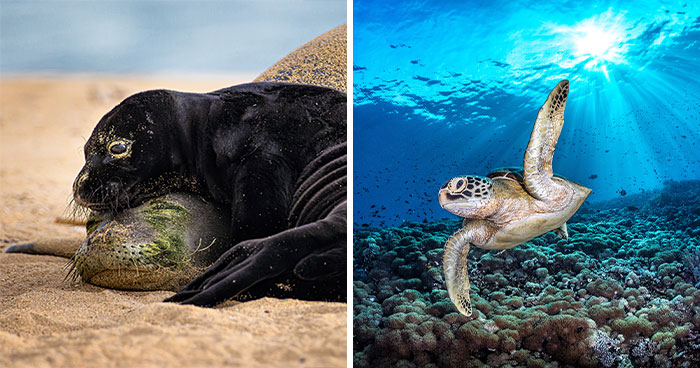 94 Breathtaking Photographs Celebrated At The 2026 Ocean Photographer Of The Year Awards