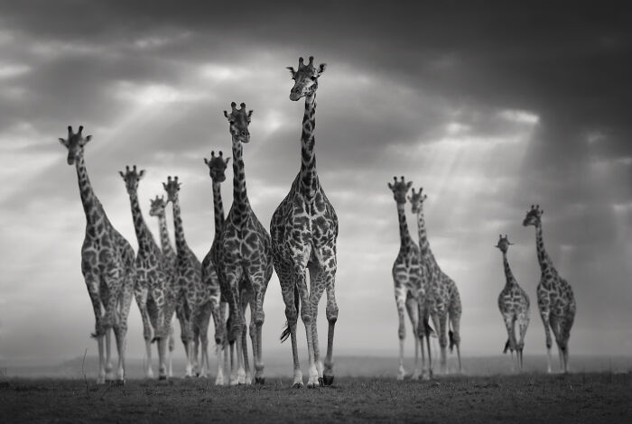 A herd of giraffes in a stunning wildlife photo by Björn Persson, depicting the beauty of the natural world.