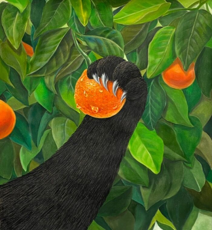 A black cat's paw with claws holding a dew-kissed orange, a surreal moment in an orange grove.