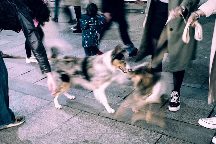 A street photographer captures an odd coincidence: two dogs playing playfully amid blurred people walking on the street.