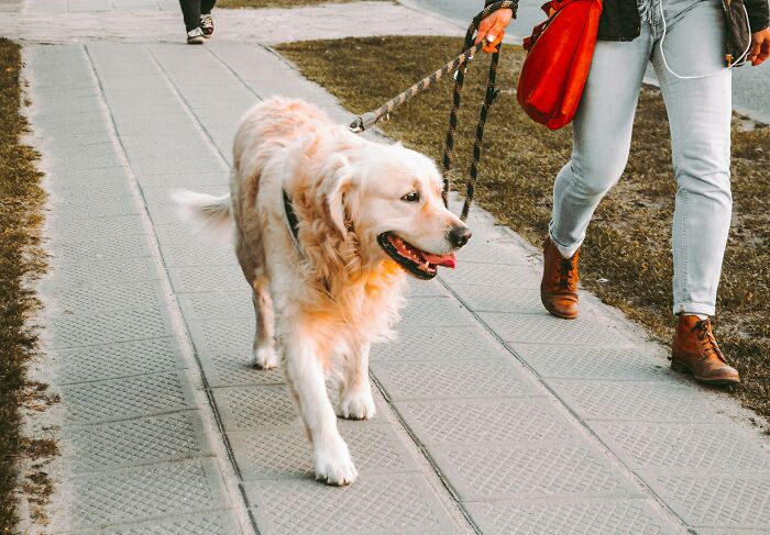 A golden retriever happily walking on a leash with a person, oblivious to someone's 6th sense.