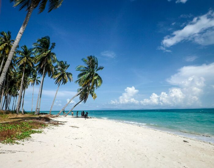 Tropical beach with palm trees and clear blue water. A beachgoer's sixth sense smells a rat.
