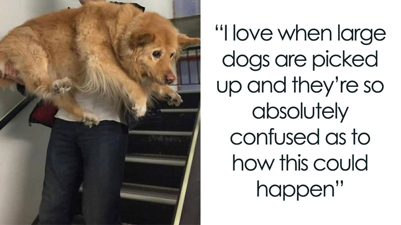 Pet Humor Spicy Dog Memes Msn