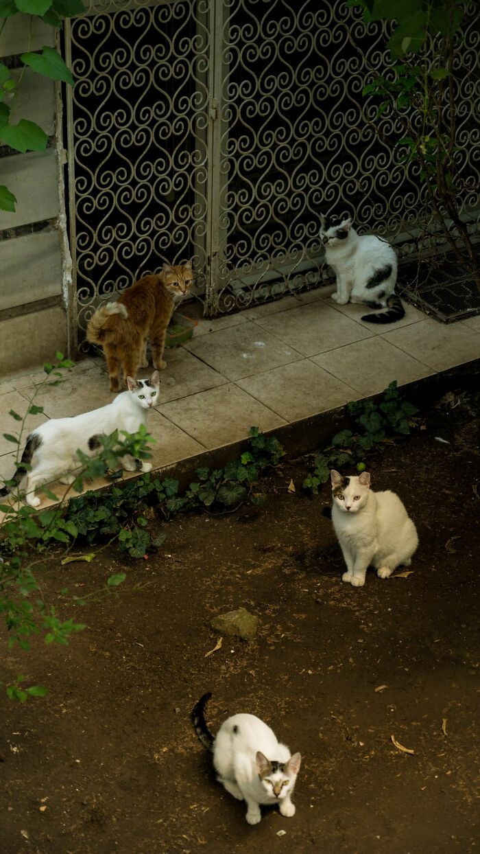 Several cats gathered outdoors near a decorative fence, hinting at savage things people did after relationships fell apart.