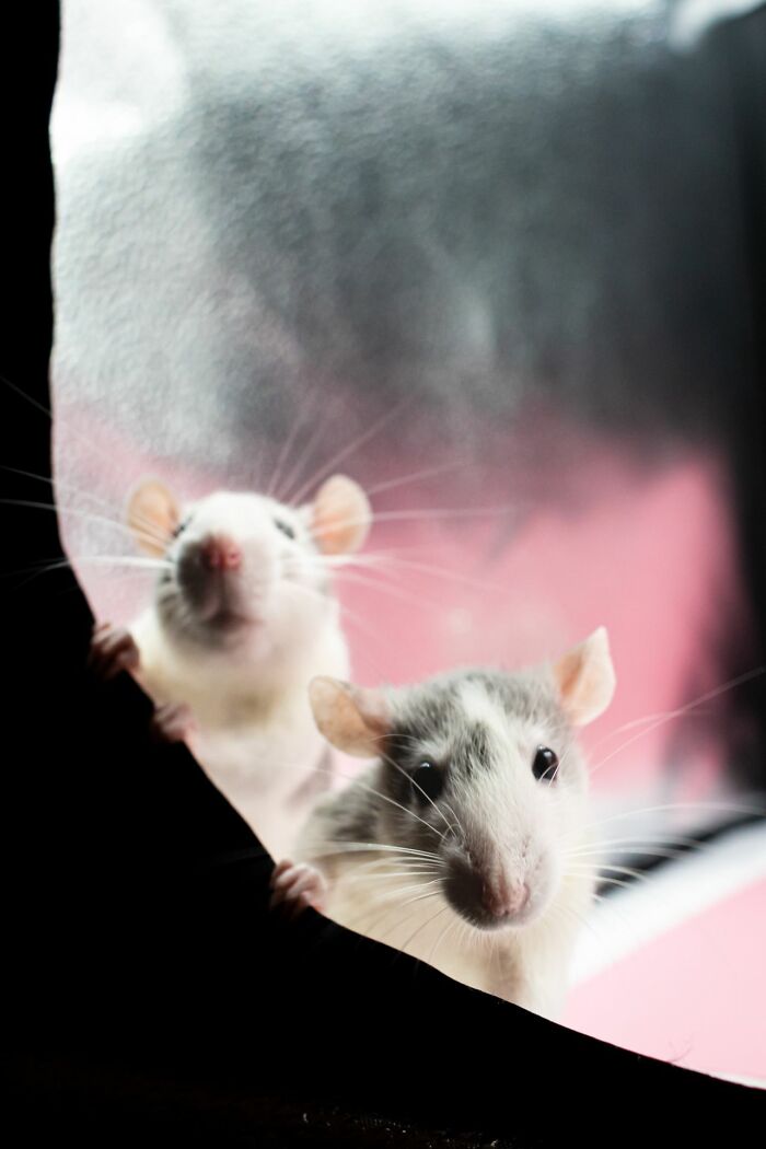Two cute rats peeking from a dark surface against a pink background, illustrating savage things after relationships fell apart.