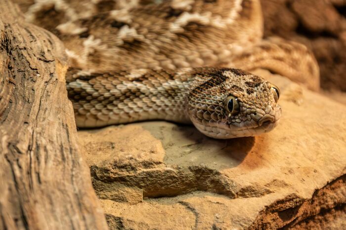 A close-up of a snake with patterned scales and piercing eyes, a savage representation of things people did after their relationships fell apart.
