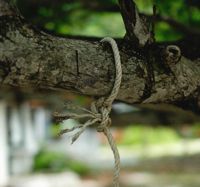 A frayed rope tied to a tree branch, symbolizing the struggles children may be going through.