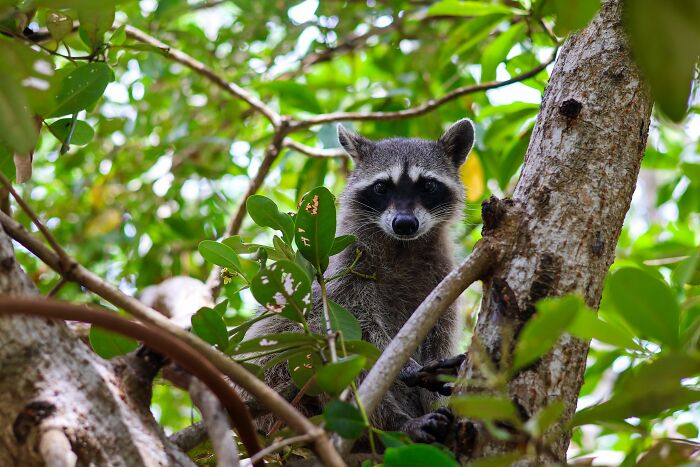 Mexican Island Raccoons Stun Researchers By Making Toys From Beach Club Trash And Sand Mexican Island Raccoons Stun Researchers By Making Toys From Beach Club Trash And Sand