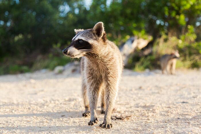 Mexican Island Raccoons Stun Researchers By Making Toys From Beach Club Trash And Sand Mexican Island Raccoons Stun Researchers By Making Toys From Beach Club Trash And Sand