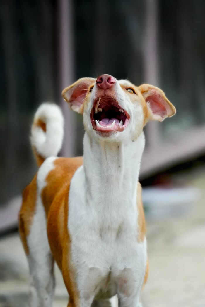 A brown and white dog is barking with its mouth open. This image shows women living alone to protect themselves with safety tips.
