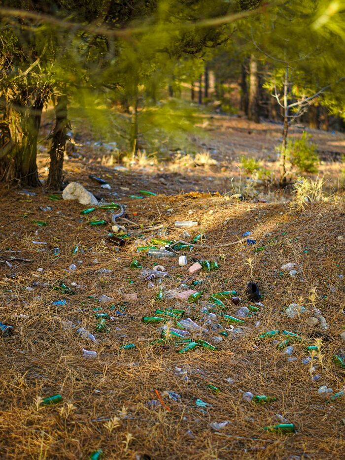 A forest floor covered in pine needles and discarded glass bottles, illustrating how simple joys are ruined.