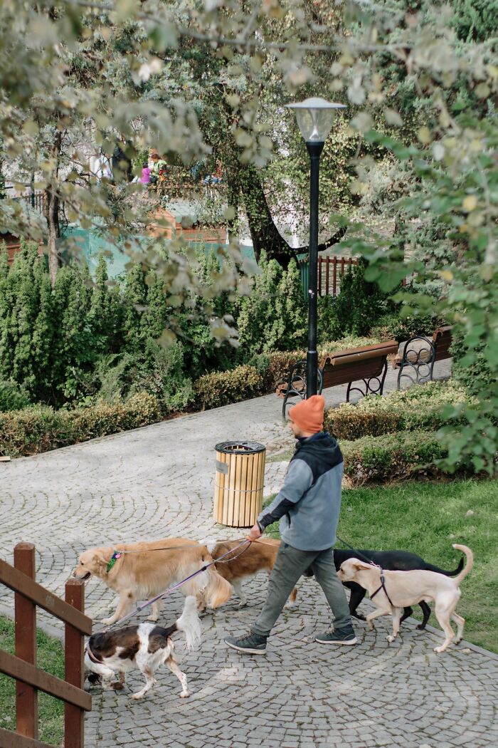 A person walking multiple dogs in a park, a simple joy that could be affected by its mainstream popularity.