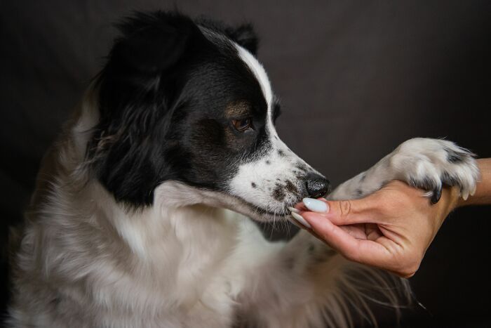 A dog offering its paw to a hand holding a treat, symbolizing trust and hidden industry treats or rewards.