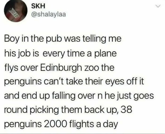 Hilarious meme text about a zoo worker picking up penguins who fall over watching airplanes fly by.