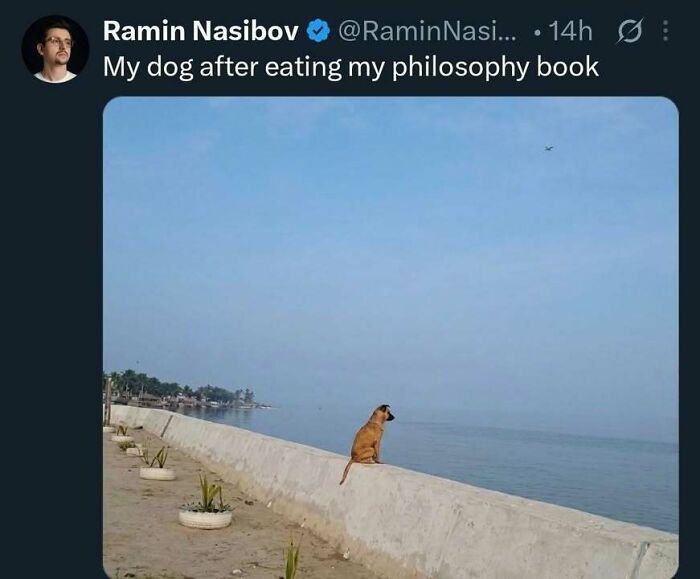 Hilarious memes showing a dog sitting thoughtfully by the sea after eating a philosophy book.