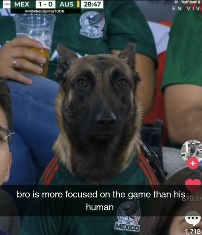 A focused dog wearing a sports jersey as part of hilarious memes.