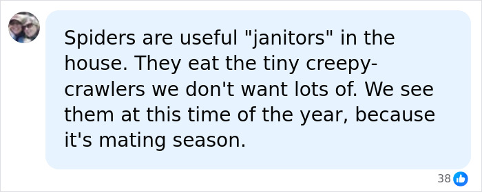 Tennis ball sized spiders in UK homes. Text describes spiders as useful janitors in the house. Tennis ball sized spiders in UK homes. Text describes spiders as useful janitors in the house.