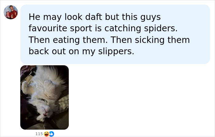 Tennis ball sized spiders in UK homes. A cat is shown, with text about it catching and eating spiders. Tennis ball sized spiders in UK homes. A cat is shown, with text about it catching and eating spiders.