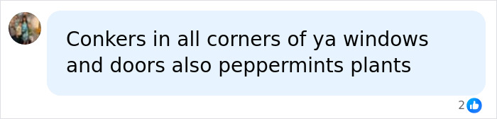 A comment recommending conkers and peppermint plants to keep tennis ball-sized spiders out of UK homes. A comment recommending conkers and peppermint plants to keep tennis ball-sized spiders out of UK homes.