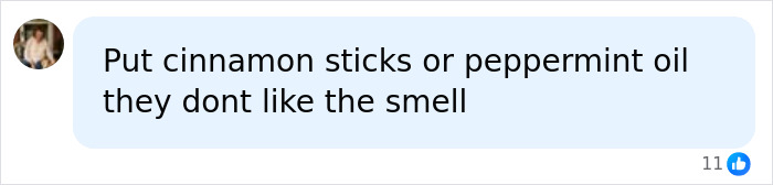 A comment suggesting cinnamon sticks or peppermint oil to deter tennis ball-sized spiders from UK homes. A comment suggesting cinnamon sticks or peppermint oil to deter tennis ball-sized spiders from UK homes.
